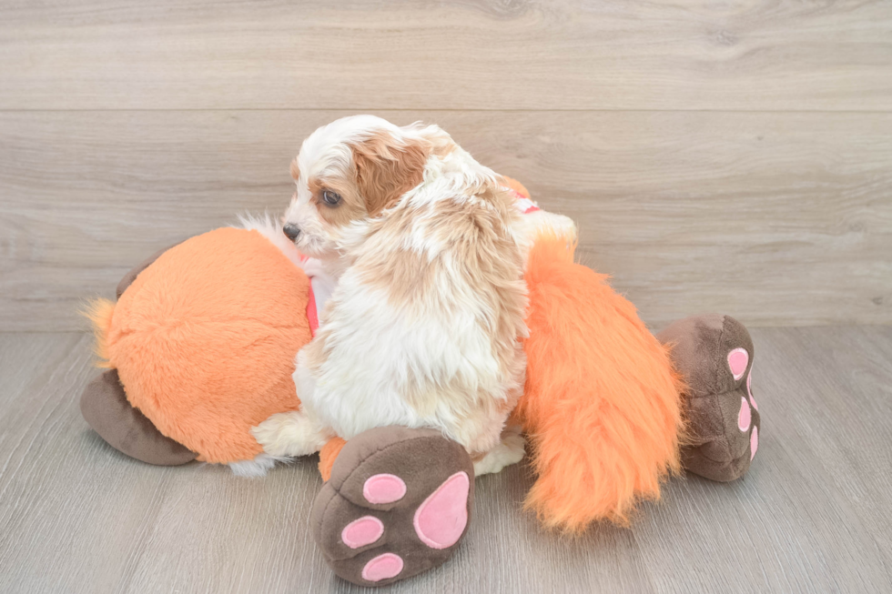 Best Cavapoo Baby