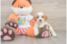 Cavapoo Pup Being Cute