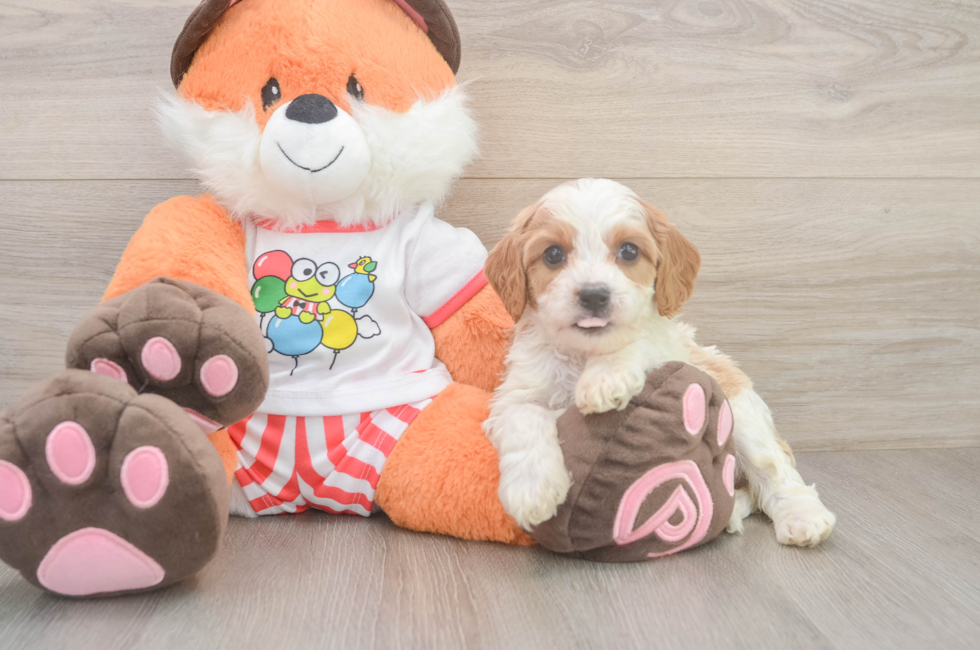 5 week old Cavapoo Puppy For Sale - Windy City Pups