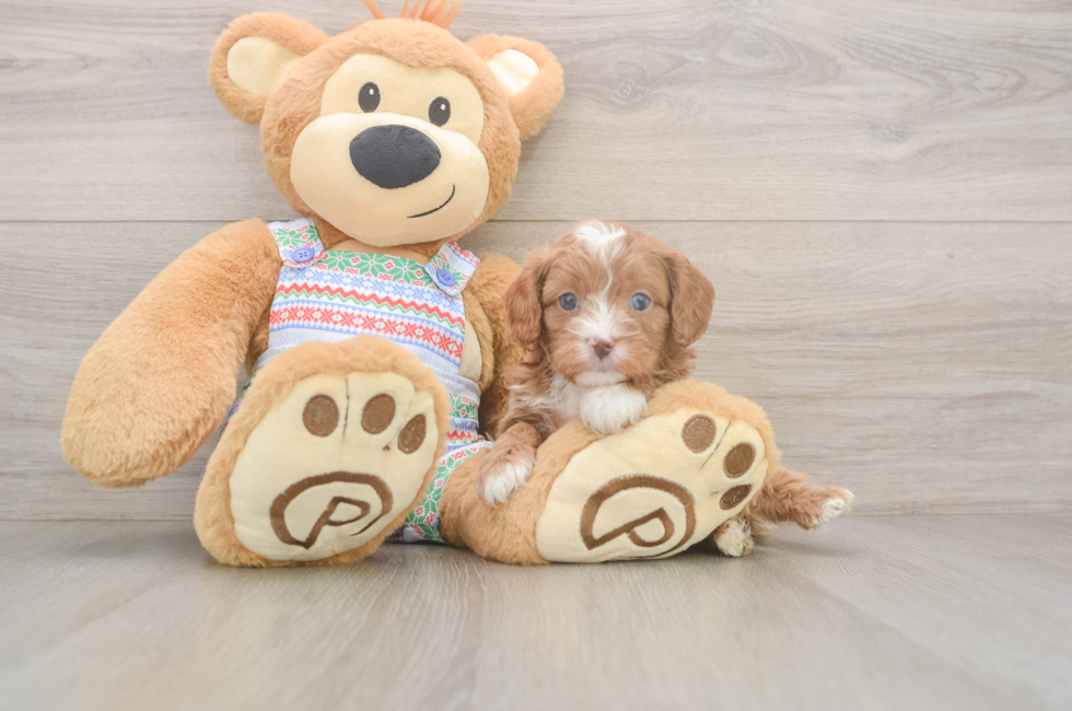 5 week old Cavapoo Puppy For Sale - Windy City Pups