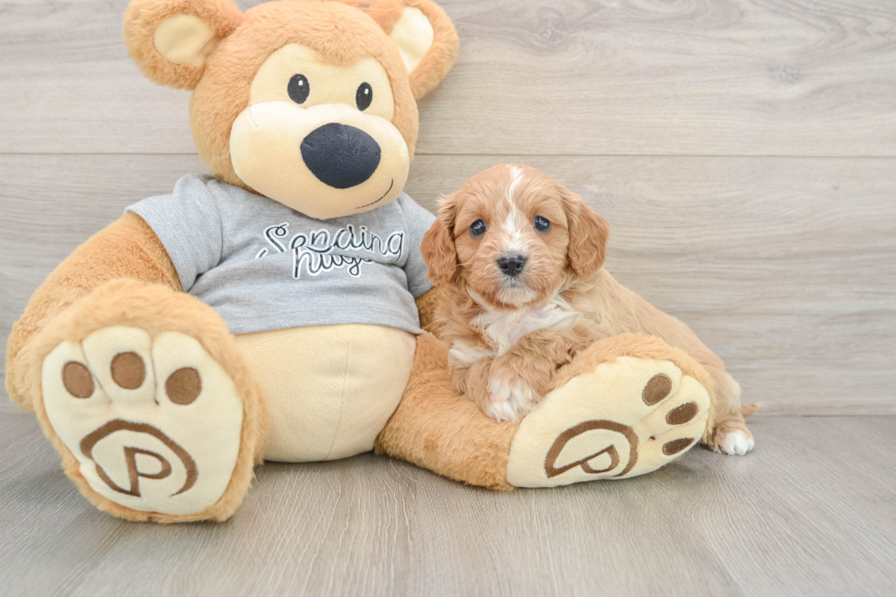 Cavapoo Puppy for Adoption