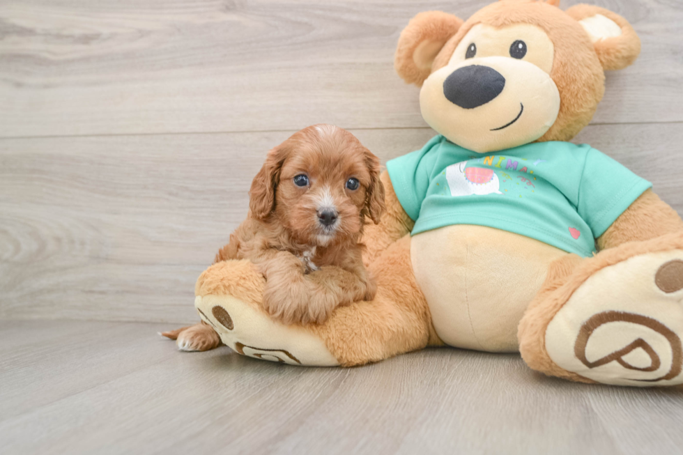 Best Cavapoo Baby