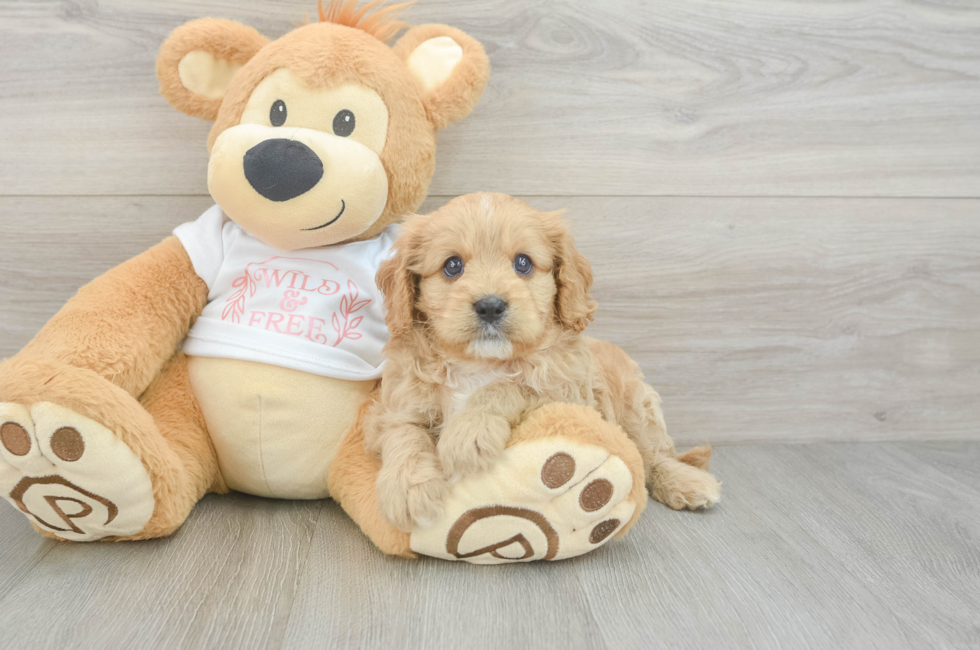 7 week old Cavapoo Puppy For Sale - Windy City Pups