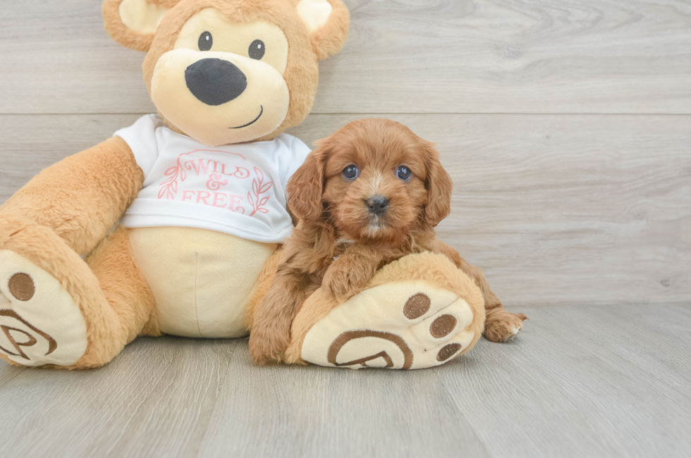 7 week old Cavapoo Puppy For Sale - Windy City Pups