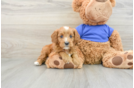 Small Cavapoo Baby