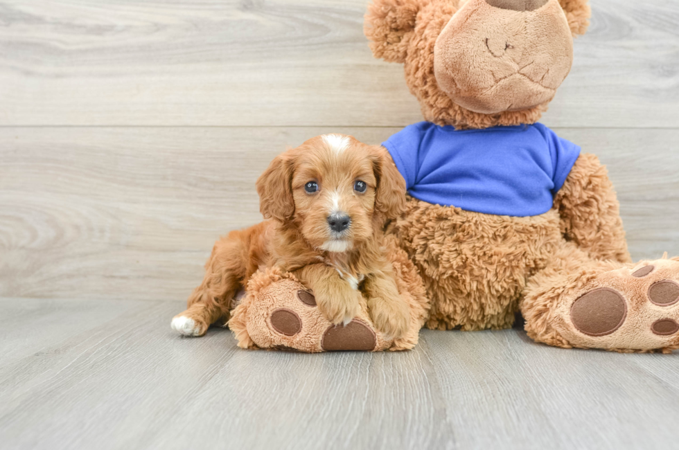 6 week old Cavapoo Puppy For Sale - Windy City Pups