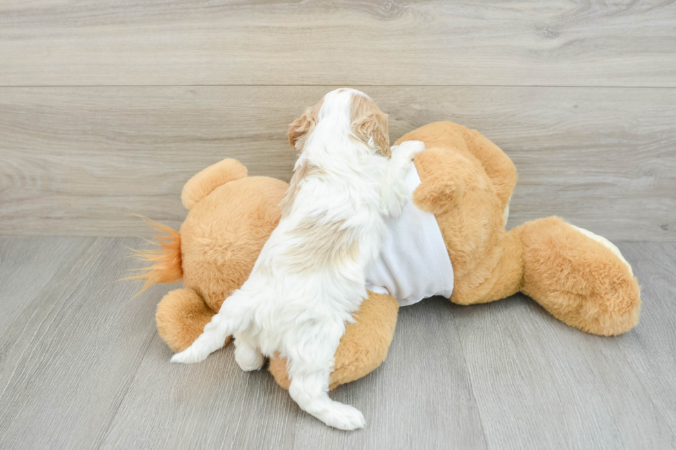 Cute Cavapoo Baby