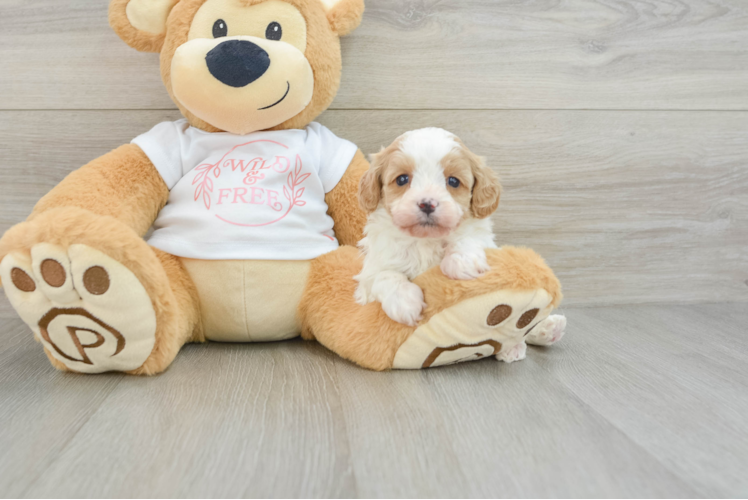 Petite Cavapoo Poodle Mix Pup