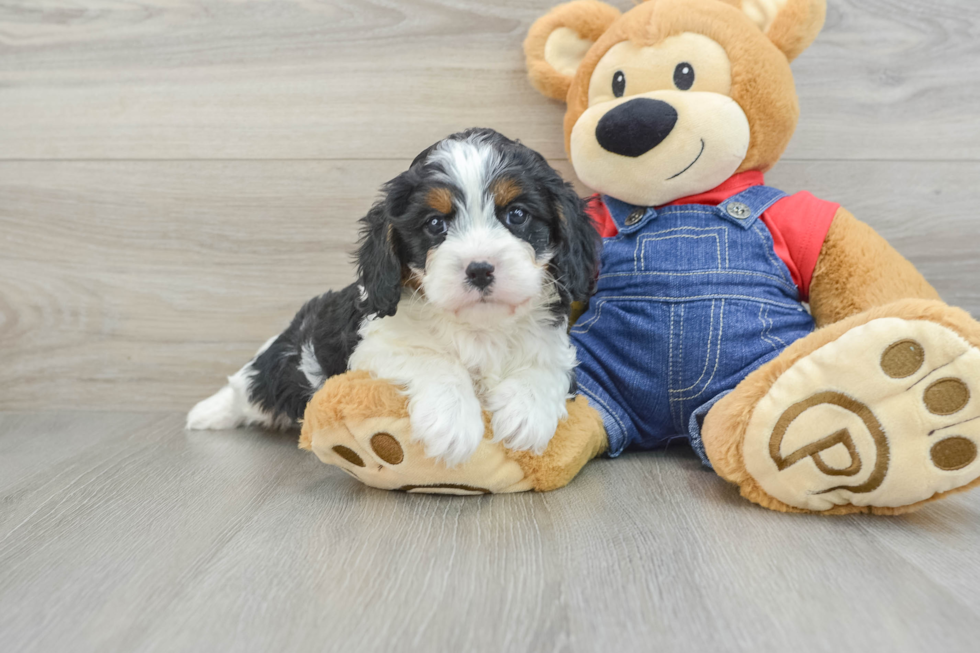 Best Cavapoo Baby