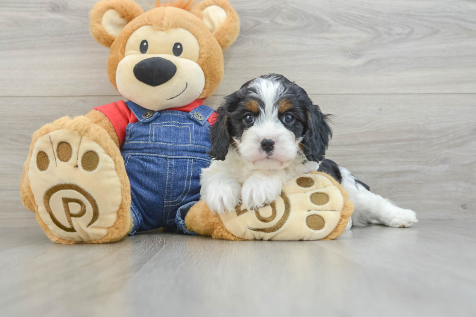 Cavapoo Puppy for Adoption