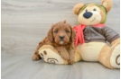 Energetic Cavoodle Poodle Mix Puppy