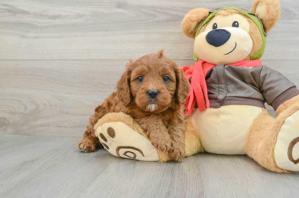 5 week old Cavapoo Puppy For Sale - Windy City Pups