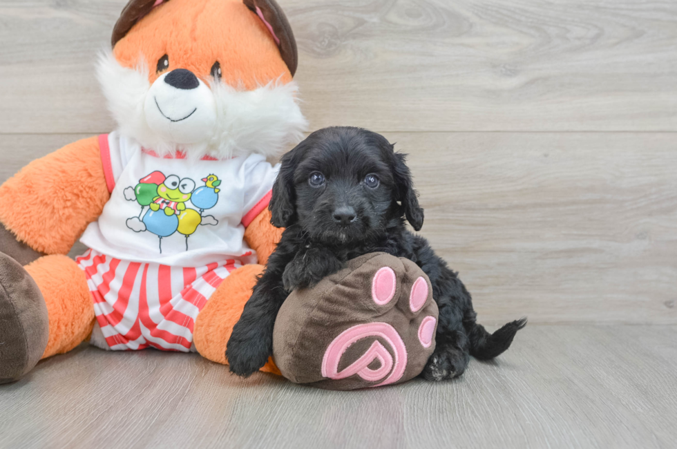 7 week old Cavapoo Puppy For Sale - Windy City Pups