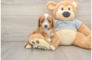 Small Cavapoo Baby