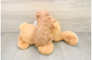 Best Cavapoo Baby