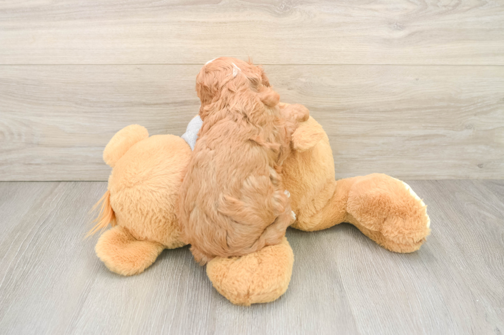 Best Cavapoo Baby