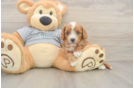 Adorable Cavalier King Charles Spaniel and Poodle Mix Poodle Mix Puppy
