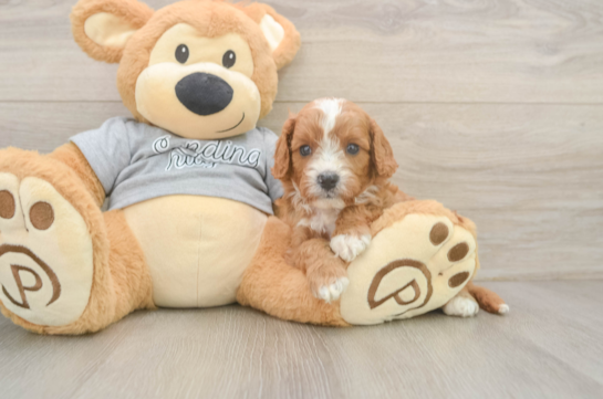 Adorable Cavalier King Charles Spaniel and Poodle Mix Poodle Mix Puppy