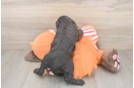 Hypoallergenic Cavadoodle Poodle Mix Puppy