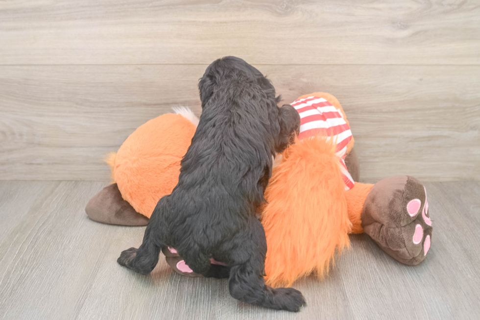 Hypoallergenic Cavadoodle Poodle Mix Puppy