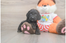 Energetic Cavoodle Poodle Mix Puppy