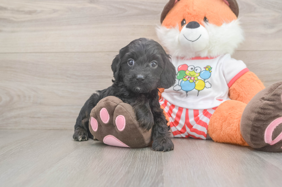 5 week old Cavapoo Puppy For Sale - Windy City Pups