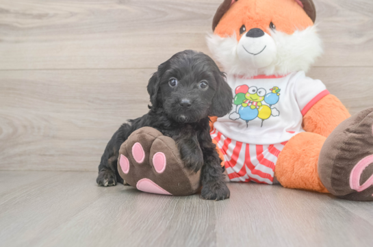 Energetic Cavoodle Poodle Mix Puppy