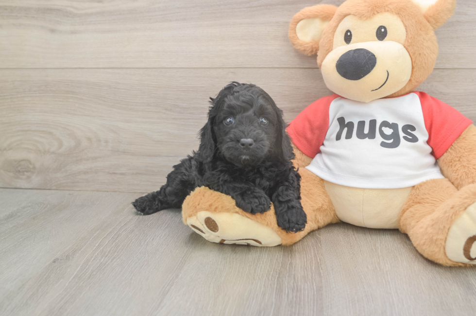 5 week old Cavapoo Puppy For Sale - Windy City Pups