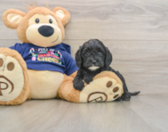 6 week old Cavapoo Puppy For Sale - Windy City Pups