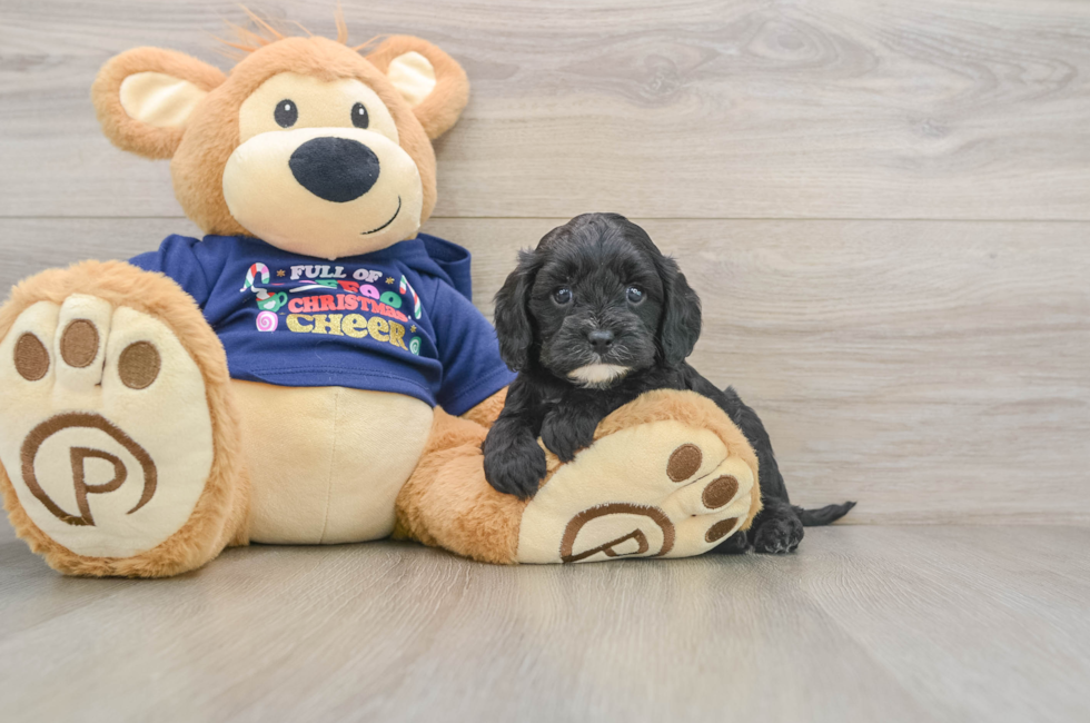 5 week old Cavapoo Puppy For Sale - Windy City Pups