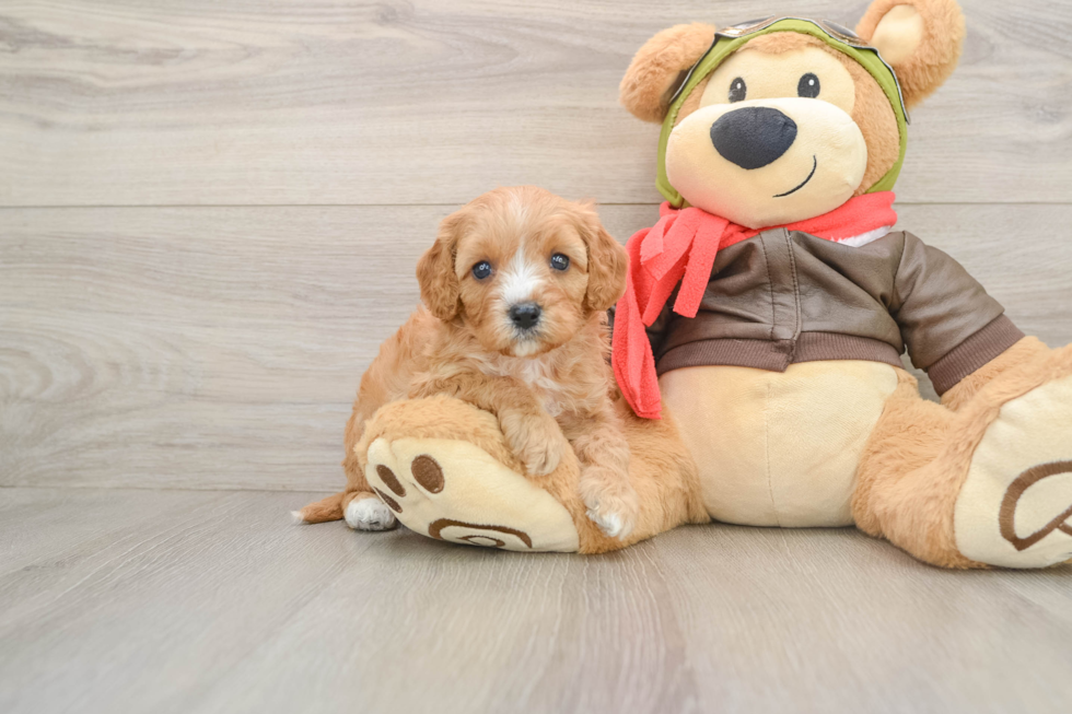 Little Cavipoo Poodle Mix Puppy