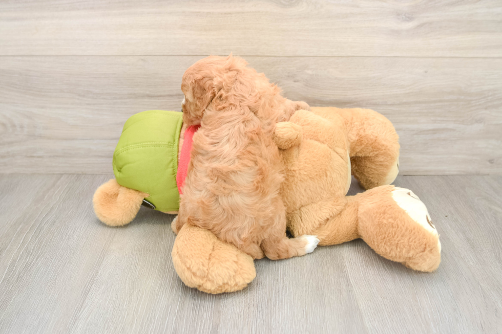 Cavapoo Pup Being Cute