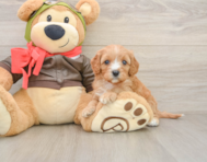 7 week old Cavapoo Puppy For Sale - Windy City Pups