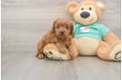 Popular Cavapoo Poodle Mix Pup