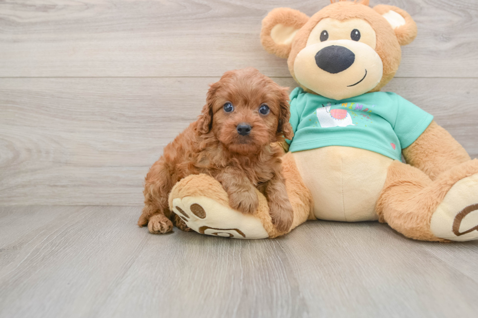 Popular Cavapoo Poodle Mix Pup