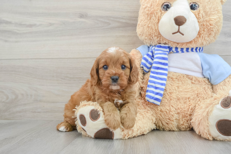 Small Cavapoo Baby