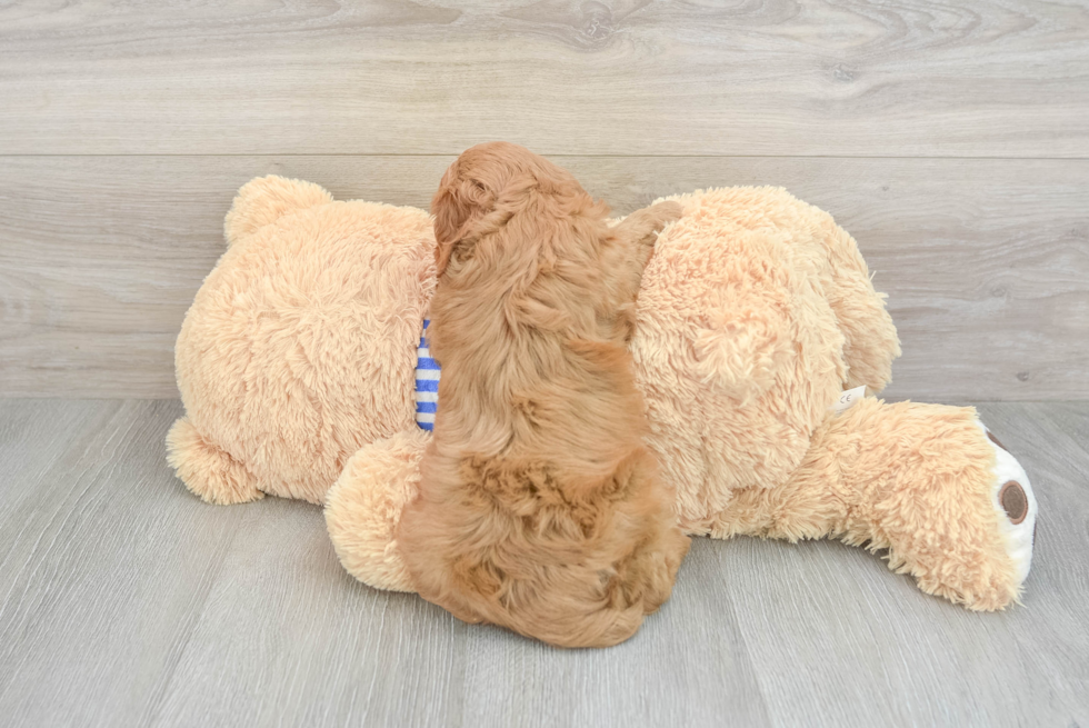 Cavapoo Pup Being Cute