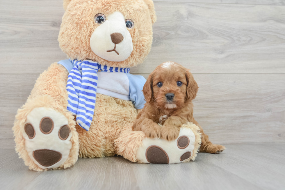 Sweet Cavapoo Baby