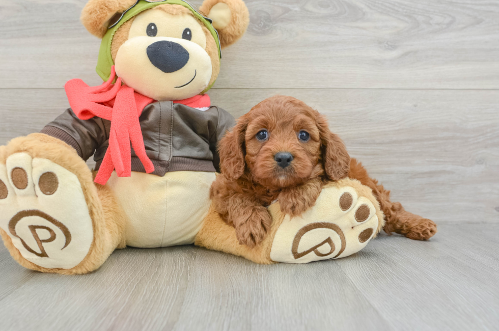 5 week old Cavapoo Puppy For Sale - Windy City Pups