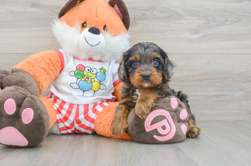 7 week old Cavapoo Puppy For Sale - Windy City Pups