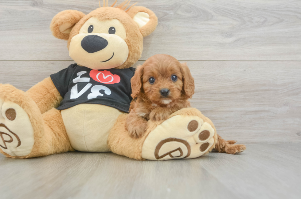 6 week old Cavapoo Puppy For Sale - Windy City Pups