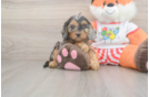 Best Cavapoo Baby