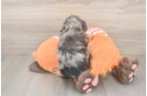 Cavapoo Pup Being Cute
