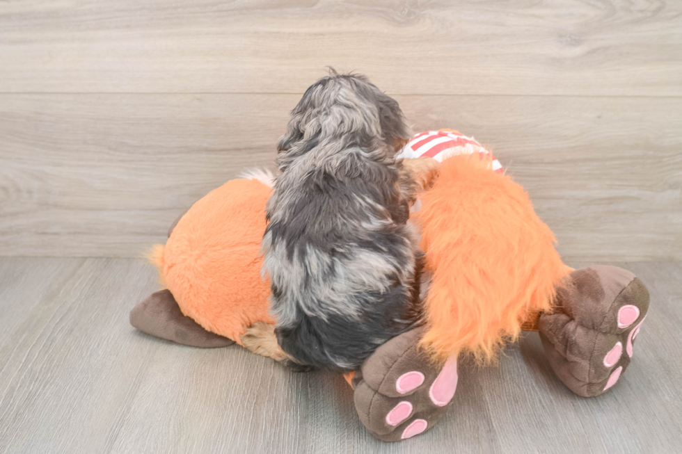 Cavapoo Pup Being Cute