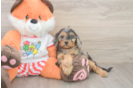 Little Cavipoo Poodle Mix Puppy