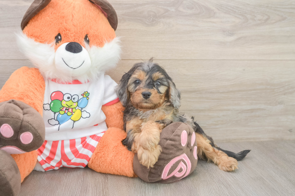 Little Cavipoo Poodle Mix Puppy