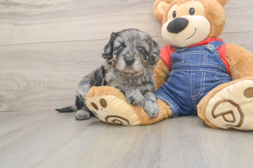 5 week old Cavapoo Puppy For Sale - Windy City Pups