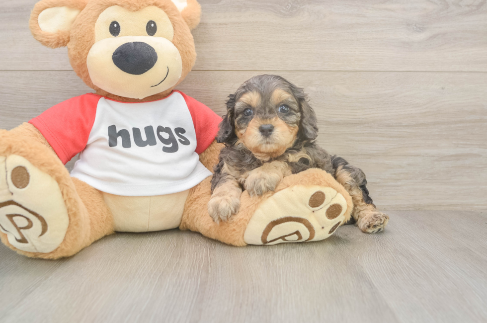 5 week old Cavapoo Puppy For Sale - Windy City Pups