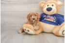 Cavapoo Puppy for Adoption
