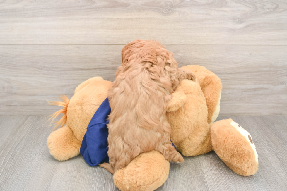 Cavapoo Pup Being Cute